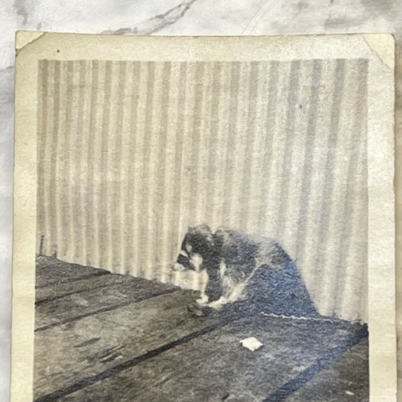 Vintage Raccoon Found Photo B&W Snapshot Chained Up on Leash Sitting on Porch - Picture 6 of 7